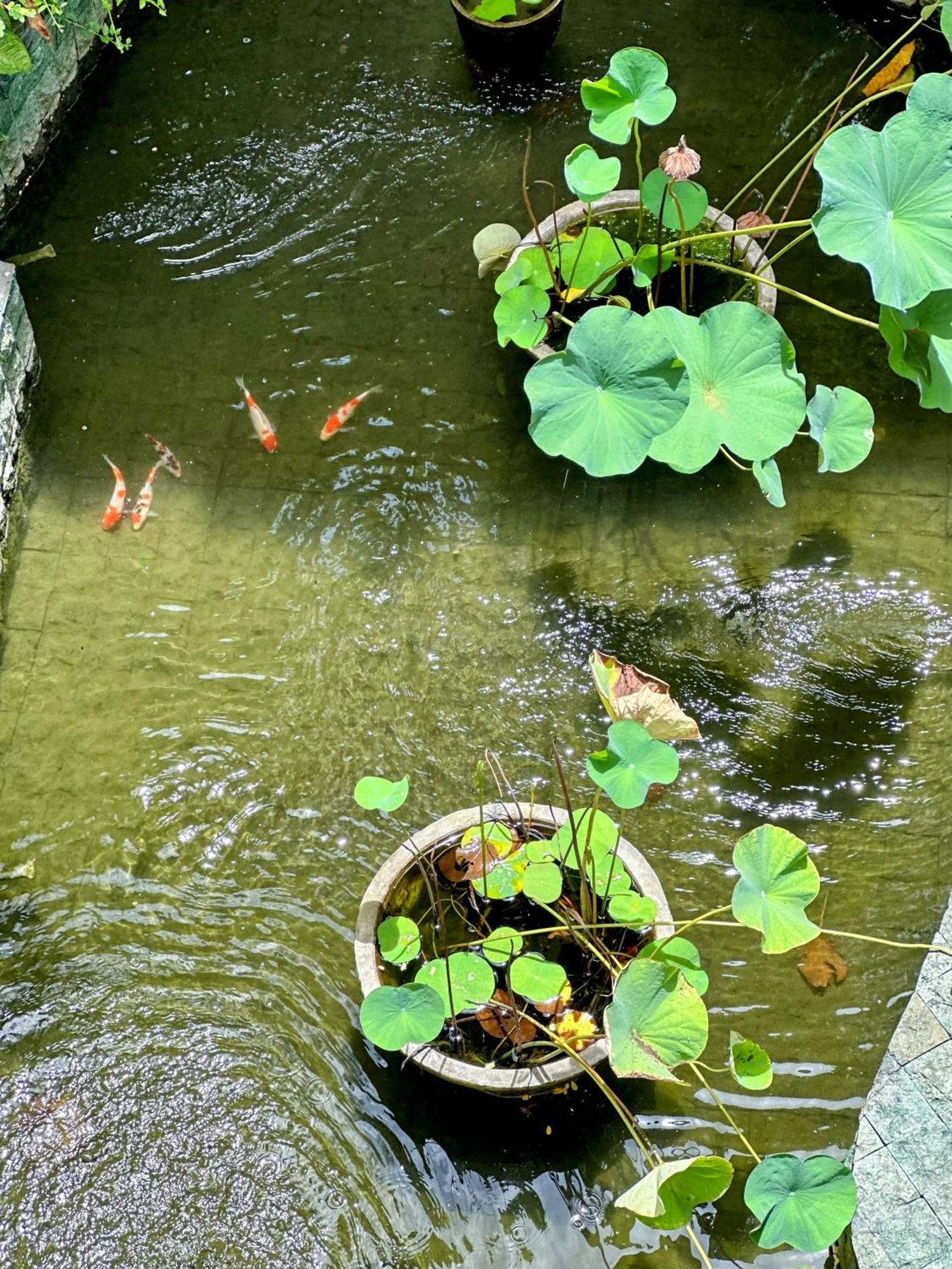 Sattva Yoga Retreat Villas 캉구 외부 사진